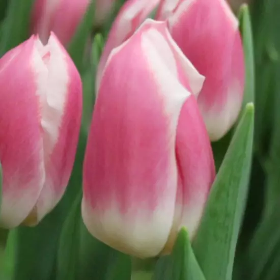 Тюльпан Снепшот 500 цибулин розмір 12+