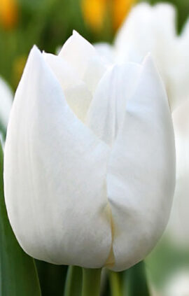 Тюльпан Сноу Леди 500 цибулин розмір 12+