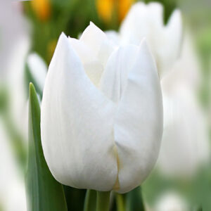 Тюльпан Сноу Леди 500 цибулин розмір 12+