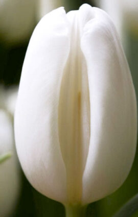 Тюльпан Сноуборд 500 цибулин розмір 12+