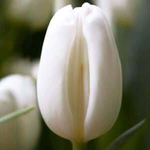 Тюльпан Сноуборд 500 цибулин розмір 12+