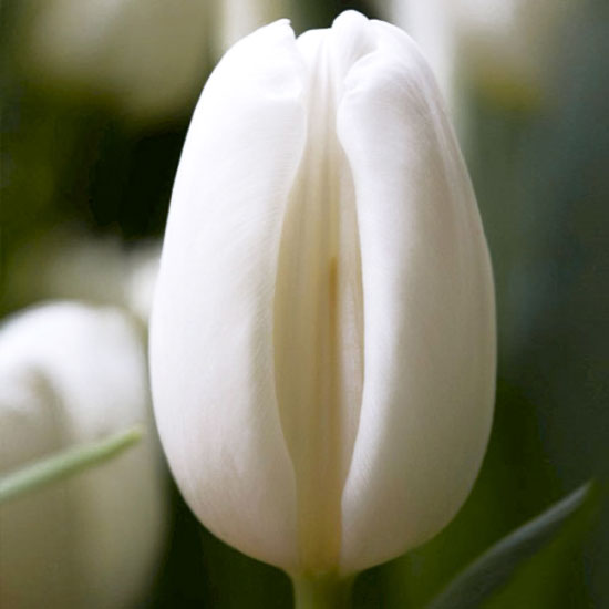 Тюльпан Сноуборд 500 цибулин розмір 12+