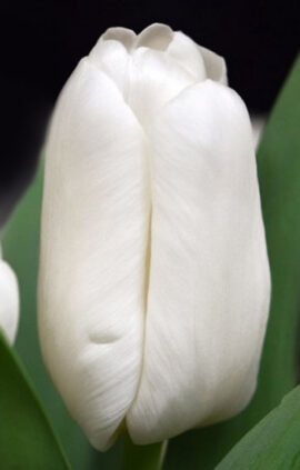 Тюльпан Сноумен 500 цибулин розмір 12+