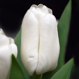 Тюльпан Сноумен 500 цибулин розмір 12+