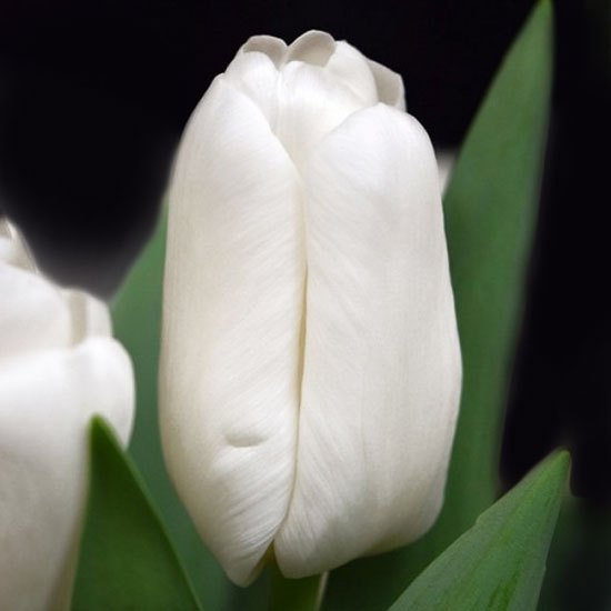 Тюльпан Сноумен 500 цибулин розмір 12+