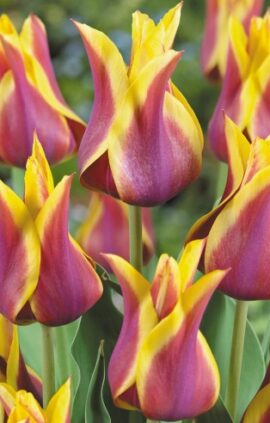 Тюльпан Соннет 25 цибулин розмір 10/11