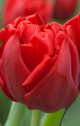 Тюльпан Спітфайр 500 цибулин розмір 12+