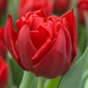 Тюльпан Спітфайр 500 цибулин розмір 12+