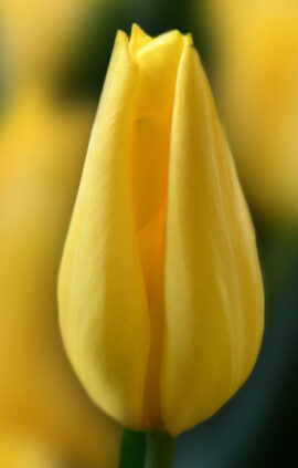 Тюльпан Стронг Голд 500 цибулин розмір 12+