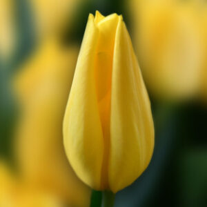 Тюльпан Стронг Голд 500 цибулин розмір 12+