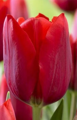 Тюльпан Стронг Лав 500 цибулин розмір 12+