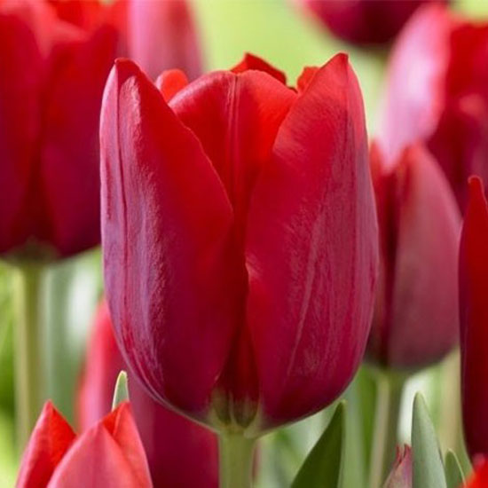 Тюльпан Стронг Лав 500 цибулин розмір 12+