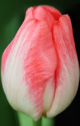 Тюльпан Супермодель 500 цибулин розмір 12+