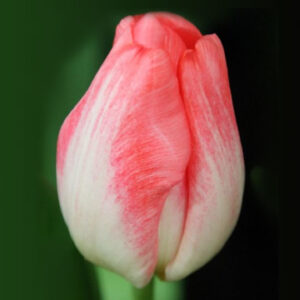 Тюльпан Супермодель 500 цибулин розмір 12+