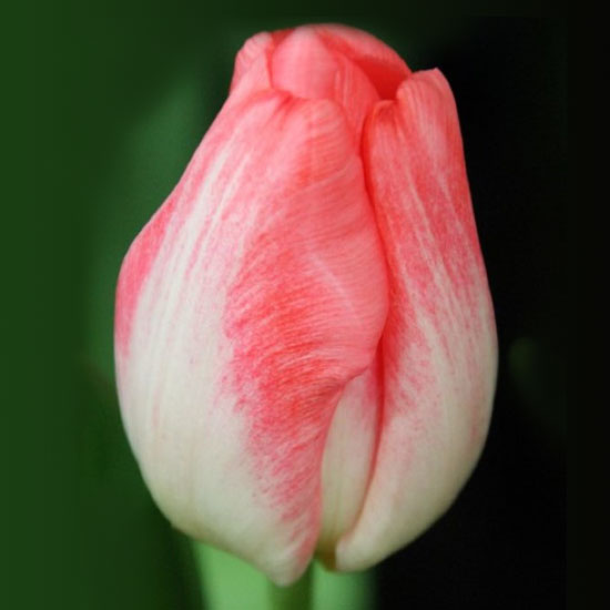 Тюльпан Супермодель 500 цибулин розмір 12+