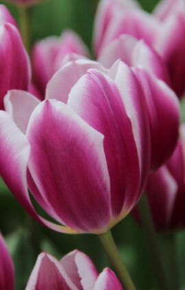 Тюльпан Синейда Блю 500 цибулин розмір 12+