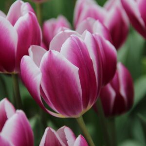 Тюльпан Синейда Блю 500 цибулин розмір 12+