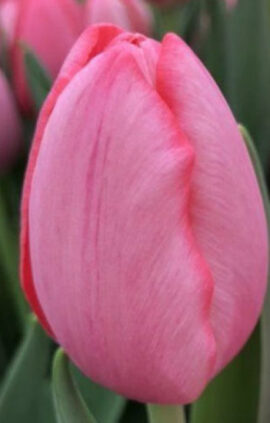 Тюльпан Сіссі 500 цибулин розмір 12+