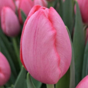 Тюльпан Сіссі 500 цибулин розмір 12+