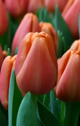 Тюльпан Тайм Аут 500 цибулин розмір 12+