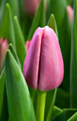 Тюльпан Трезор 500 цибулин розмір 12+