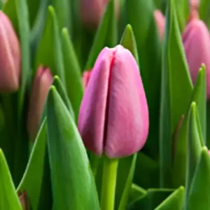 Тюльпан Трезор 500 цибулин розмір 12+