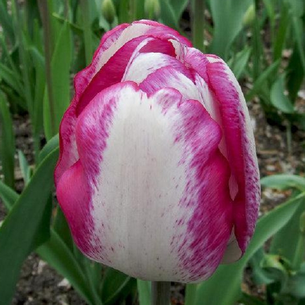 Тюльпан Хотпантс 500 цибулин розмір 12+