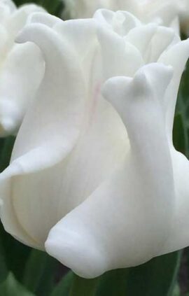 Тюльпан Уайт Ліберстар 30 цибулин розмір 10/11