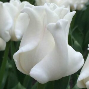 Тюльпан Уайт Ліберстар 30 цибулин розмір 10/11