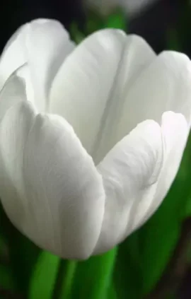 Тюльпан Уайт Мастер 500 цибулин розмір 12+