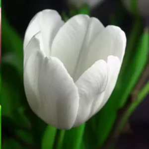 Тюльпан Уайт Мастер 500 цибулин розмір 12+