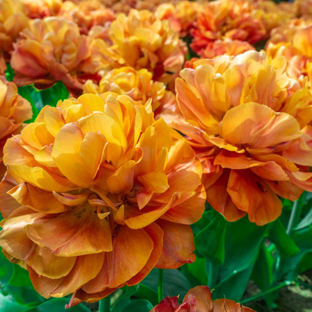 Тюльпан Валдівія 500 цибулин розмір 12+