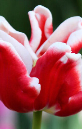 Тюльпан Елегант Кроун 30 цибулин розмір 10/11