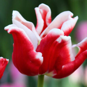 Тюльпан Елегант Кроун 30 цибулин розмір 10/11