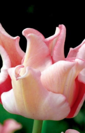 Тюльпан Вітті Пікче 30 цибулин розмір 10/11