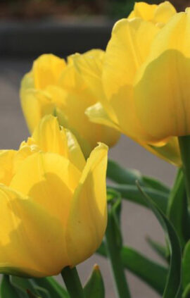 Тюльпан Жиронде 500 цибулин розмір 12+