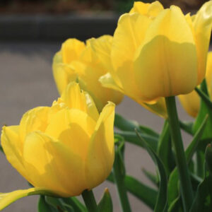 Тюльпан Жиронде 500 цибулин розмір 12+