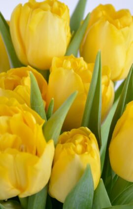 Тюльпан Хоумран 500 цибулин розмір 12+