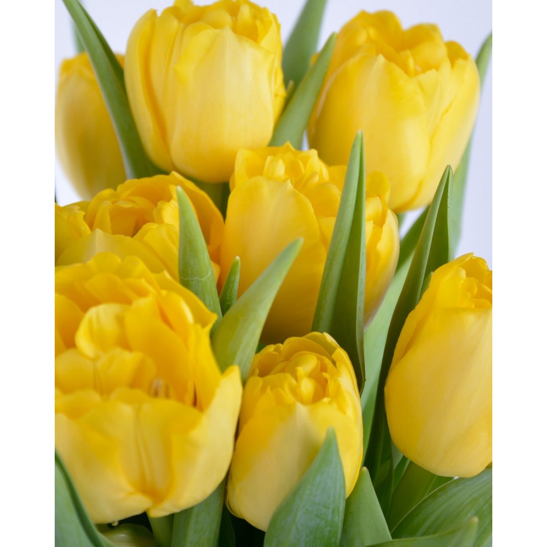 Тюльпан Хоумран 500 цибулин розмір 12+