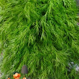 Кріп Амброзія пакет 10 грам