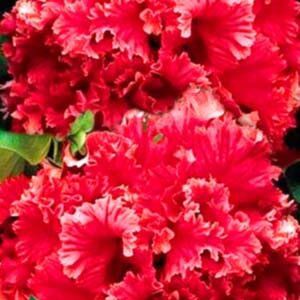 Петуния махровая Валентина F1 пакет 0