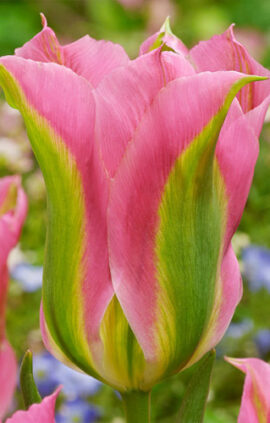 Тюльпан Гренланд 30 цибулин розмір 10/11