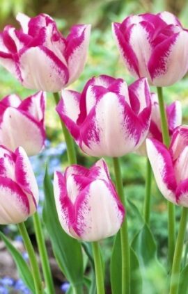 Тюльпан Дель П'єро 25 цибулин розмір 10/11