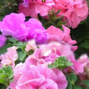 Петуния махровая Водопад красок F1 пакет 0