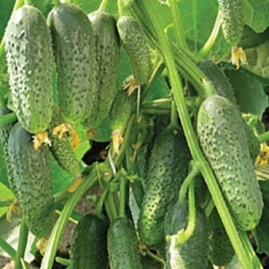 Огірок Усе пучком пакет 30 насінин