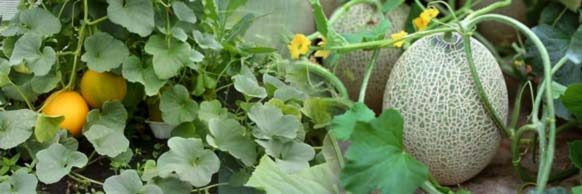 Вирощування дині з насіння у відкритому ґрунті