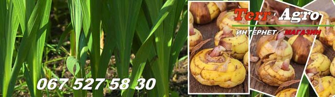 Вирощування гладіолусів у відкритому ґрунті