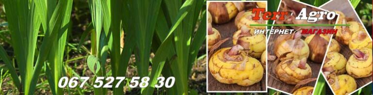 Вирощування гладіолусів у відкритому ґрунті