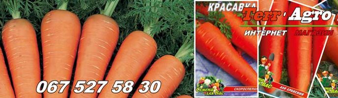 Вирощування моркви з насіння у відкритому ґрунті