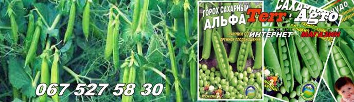 Вирощування цукрового гороху на грядці: посів